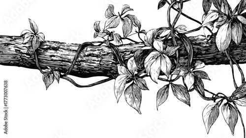 Tangled Woody Vine Climbing Among Trees Vector