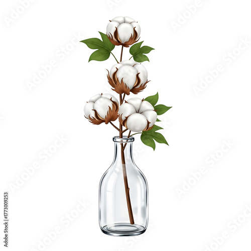 Cotton flower branch in a glass bottle isolated on transparent background