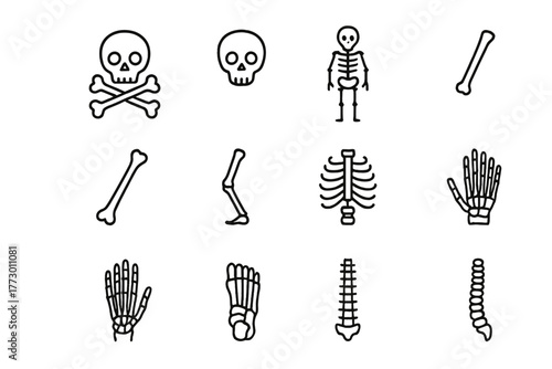 Set of simple line drawings depicting human skeleton parts and shapes commonly found in anatomy studies or educational materials