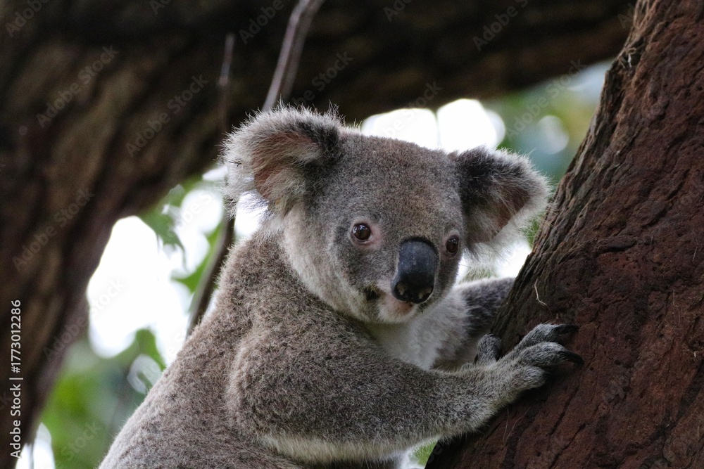 Obraz premium Koala gripping a eucalyptus tree in its natural habitat, showing texture of bark and fur.