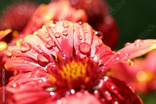 Close-up of a red flower petal surface covered in water droplets after rain.