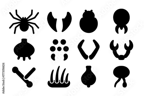 Spider Anatomy Icons. Solid style icons of Spider anatomy: eight legs, fangs, cephalothorax, abdomen, spinnerets, eyes, pedipalps,