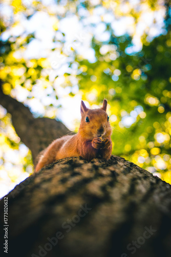 squirrel observes attentively, vivid scene of vigilant squirrel perched securely on golden autumn