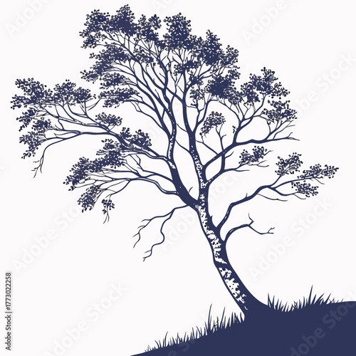 birch tree silhouette with white background