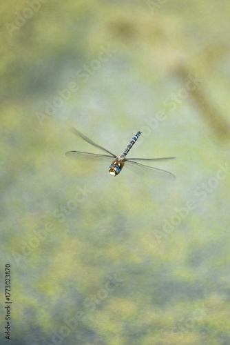 Blue-winged large dragonfly from the Odonata group in flight insect fauna nature