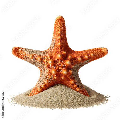 Orange starfish on sand isolated on transparent background for marine life