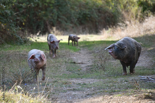 animals Iberian pigs Pata Negra are a traditional breed of beef cattle originating from the Iberian Peninsula They have long drooping ears an elongated muzzle long legs a dark color thick bristles an