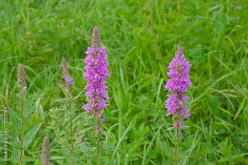 Purple loosestrife flowers ,selective focus - Lythrum salicaria 