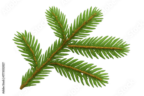 Green spruce branch with needles, illustrating a festive evergreen plant ideal for winter and holiday designs