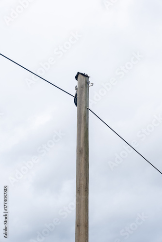 Wallpaper Mural A tall wooden pole with a power line running up it Torontodigital.ca