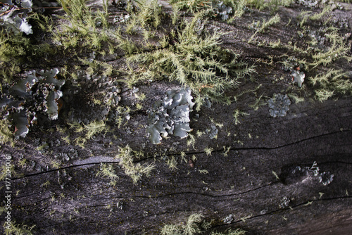 wood texture in high contrast and good resolution	