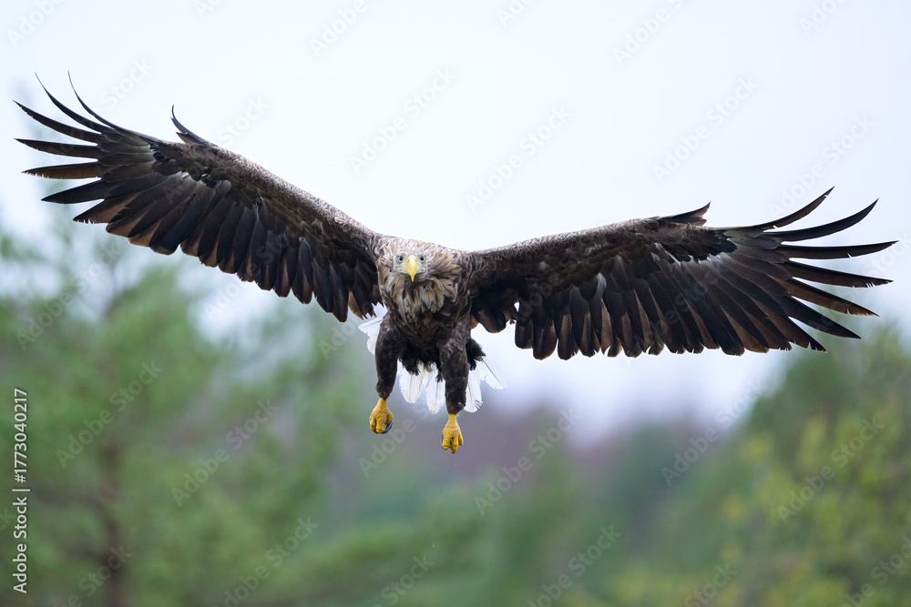 Obraz premium White-tailed eagle in flight, wings wide open over the bog