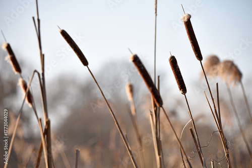 Typha close-up. Phragmites australis. photo with dry Reeds, Typha Latifolia, also called bulrush, reedmace, cattail or corn dog grass, on the shore of the frozen lake. autumn season. winter time