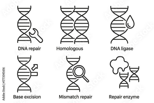 Genetic Engineering Icons. Line style icons of genetic engineering: DNA repair mechanism, homologous recombination, DNA ligase