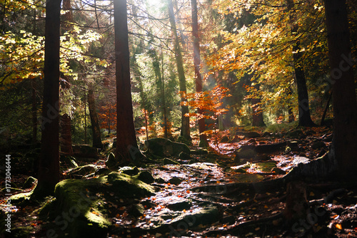 autumn suruce forest in the Karkonosze mountains in Poland in eastern Europe