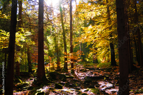 autumn suruce forest in the Karkonosze mountains in Poland in eastern Europe