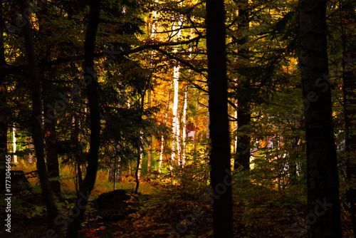 autumn suruce forest in the Karkonosze mountains in Poland in eastern Europe