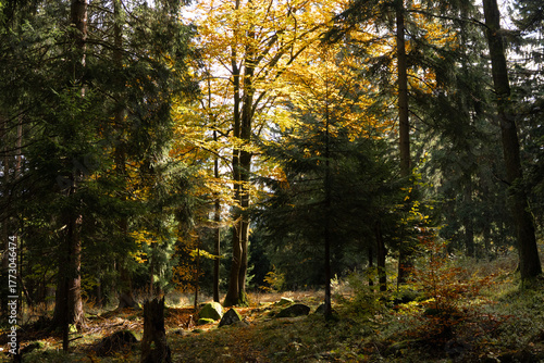 autumn suruce forest in the Karkonosze mountains in Poland in eastern Europe
