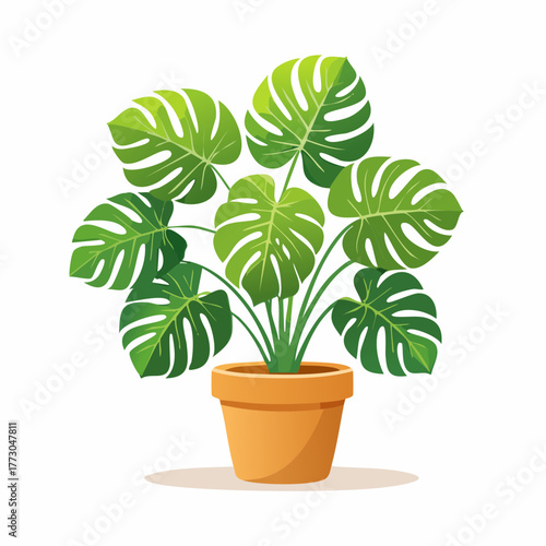 Vibrant Potted Monstera Deliciosa Plant with Large, Green, Split Leaves in a Terracotta Pot