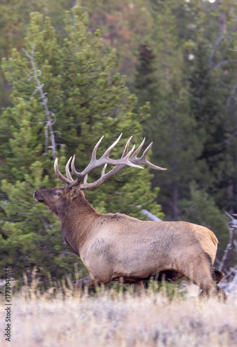 Bull Elk During the Fall Rut in Grand Teton National Park Wyoming