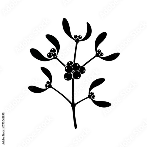 Elegant black and white mistletoe sprig botanical design for festive decorations and holidays vector vector illustration on white background