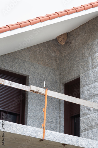 A pest control technician removes an Asian hornet (Vespa velutina) nest from a house under construction in Meis, Galicia.