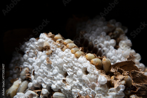 A pest control technician removes an Asian hornet (Vespa velutina) nest from a house under construction in Meis, Galicia.