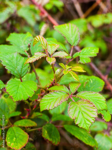 green leaves on a tree
