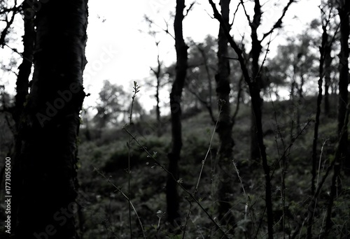 silhouette of a tree in autumn