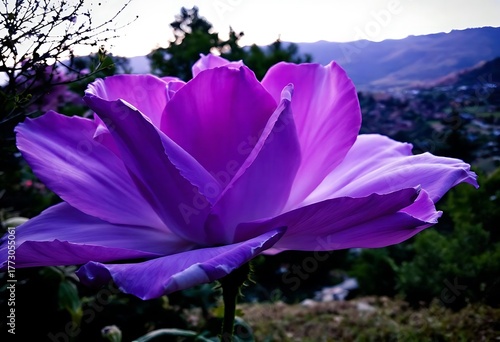 purple crocus in the forest