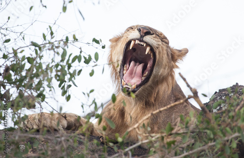 Roaring lion with white background showing off impressively sharp teeth in this unique photo