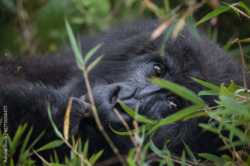 Obraz premium Isolated mountain gorilla in Rwanda's Virunga Mountain National Park