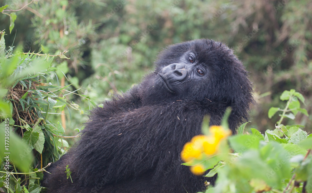 Fototapeta premium A closeup of the face of a mountain gorilla in the Virunga Mountains of Africa