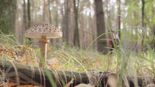 Parasol mushroom or Macrolepiota Procera in the forest