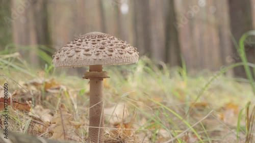 Dolly shot. Parasol mushroom or Macrolepiota Procera in the forest