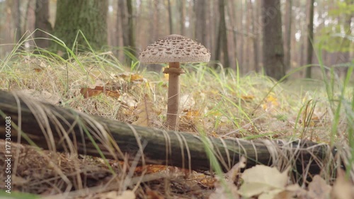 Dolly shot. Parasol mushroom or Macrolepiota Procera in the forest
