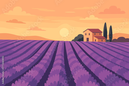 Lavender field at sunset with farmhouse in flat vector style