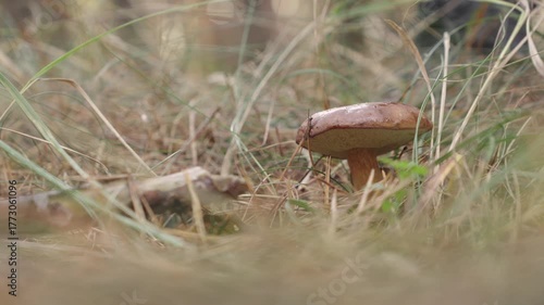 Picking a Imleria Badia, Bay Bolete mushroom. Close up