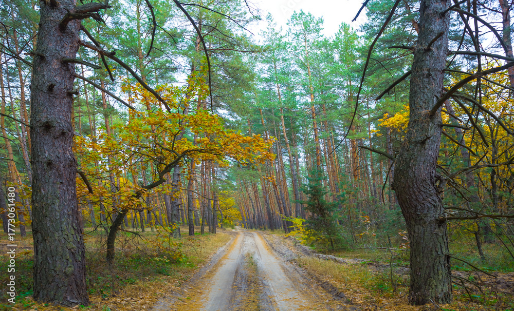 Obraz premium ground road among forest glade covered by red dry leaves, beautiful autumn forest scene