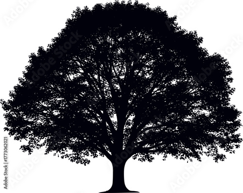 Detailed Silhouette of a Mature Tree with Dense Canopy