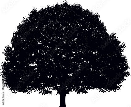 Silhouette of a Large Oak Tree A Classic Representation of Nature and Longevity