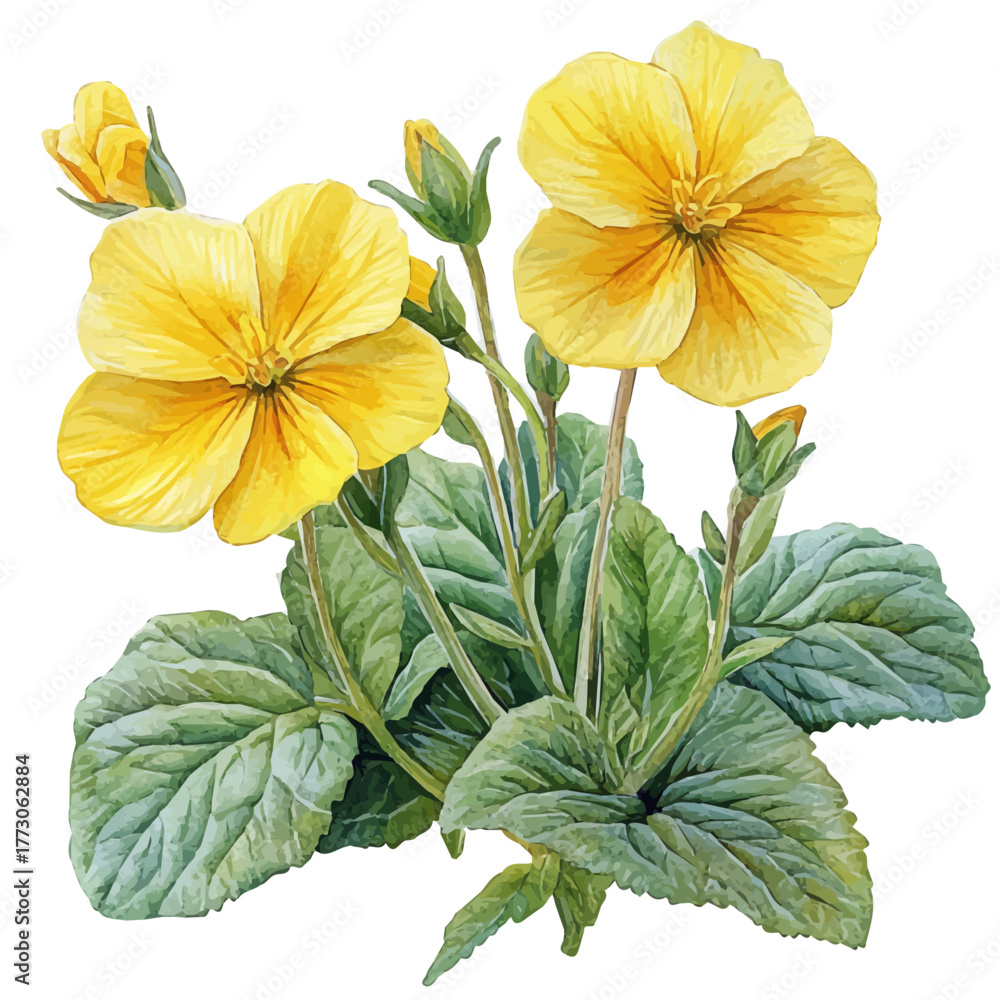 Obraz premium watercolor vector of Primrose Flower, isolated on a white background.
