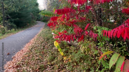 Staghorn Sumac, Rhus typhina, with green and bright red autumn leaves leaves along the Paul Bunyan Trail in Nisswa, Minnesota.