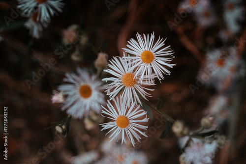 white chamomile flower in autumn