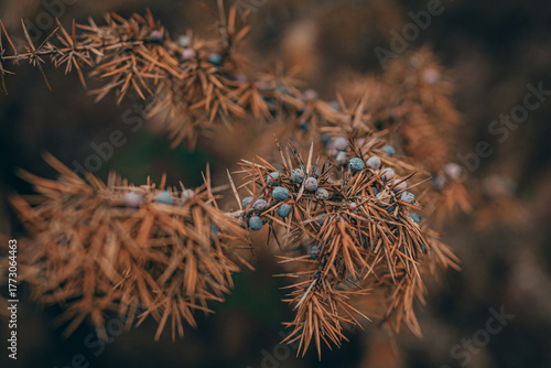 wild berries on pine tree in forest in autumn