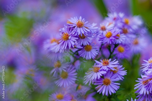 purple flowers in the garden