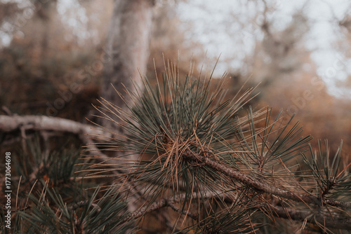 needles of pine in forest in autumn