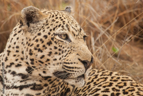 Powerful closeup of a leopard face and head