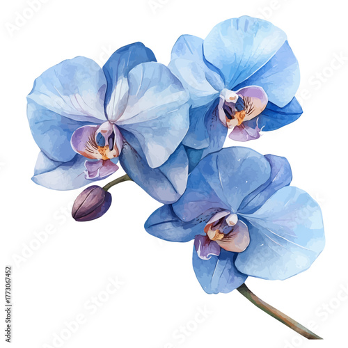 watercolor vector of Orchid Flower, isolated on a white background.