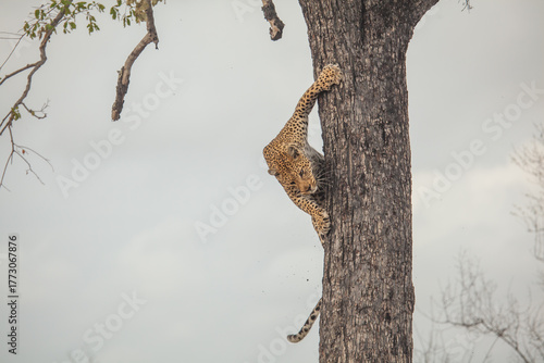 Incredible strength of a leopard climbing straight down a big tree in Africa